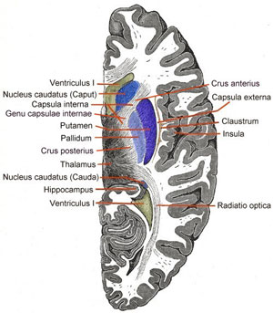 Cross section of the nucleus caudatus