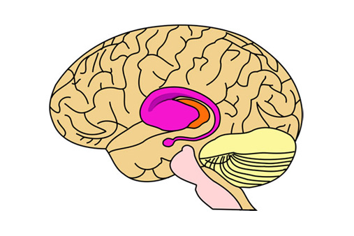 Illustration of the putamen within the brain.