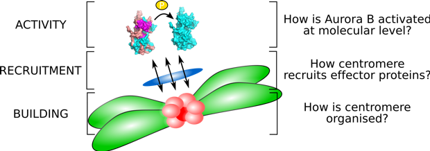 illustration depicting a chromosome with a centromere and its interaction