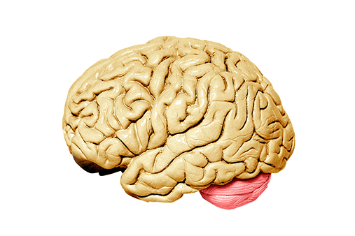Modell av hjerne