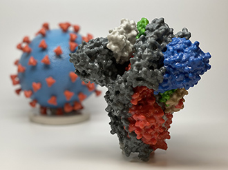 Modell av spikeproteinet foran. I bakgrunnen en modell av hele viruset.