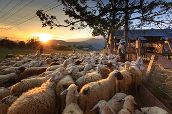 Image may contain: Herd, Sheep, Sheep, Herding, Sky.