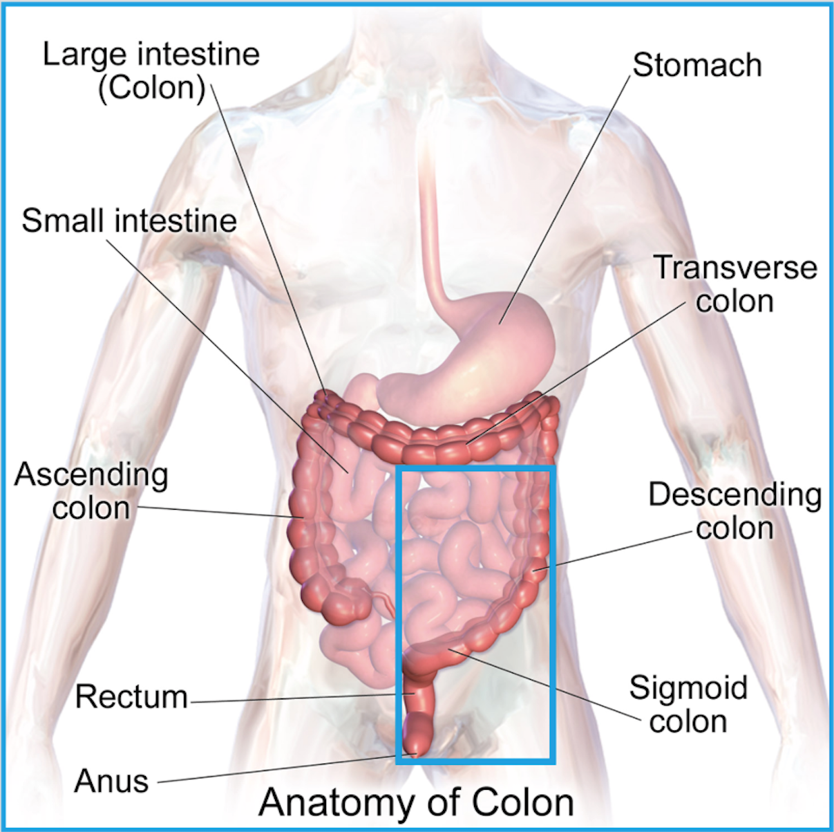 Anatomy of Colon