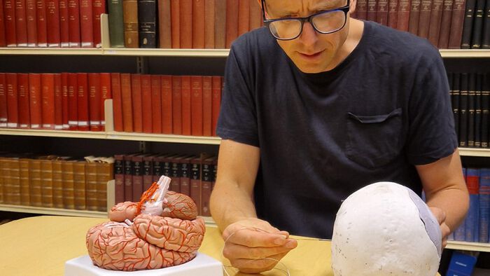 Image shows a man looking at a brain model and a plastic skull
