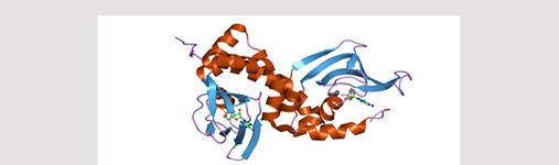 protein-kinase-a-507