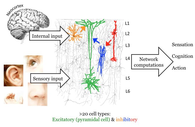 Informasjon fra sansene og nevronale nettverk.