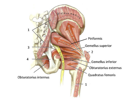Functional Anatomy Of The Small Pelvic And Hip Muscles Completed Institute Of Basic Medical Sciences