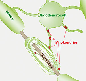 Oligodendrocyttcelle med myelin