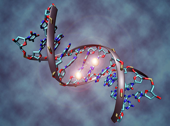 Illustrasjon av en bit DNA med to metylgrupper på