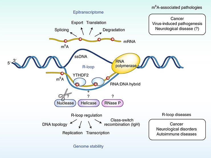 modifisering av RNA