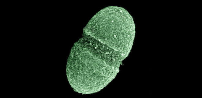 Bilde av bakterien Enterococcus faecalis