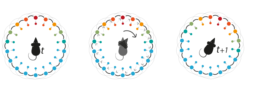 Tre tegninger viser hvordan en rotte først ser rett fram, så vrir hodet og så vender mot høyre, mens celler aktiveres i ulike farger