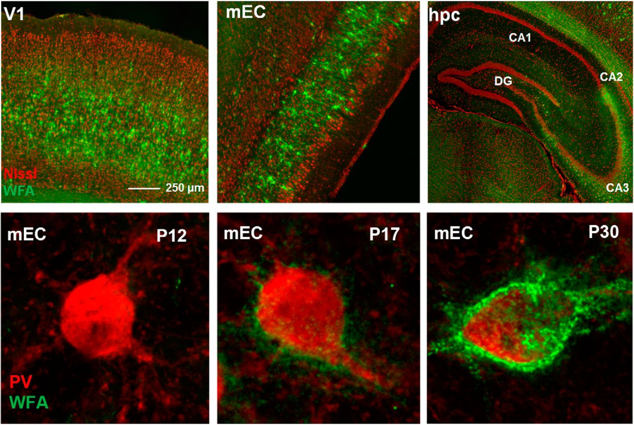 Inhibitoriske nevroner (PV+) i rødt, perinevrale nett (grønt) i visuell cortex, medial entorhinal cortex (MEC) og hippocampus