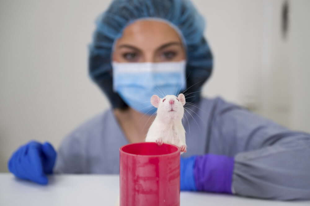 Curious rat with a toy, veterinary surgeon in the background