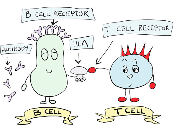 T cell B cell cartoon