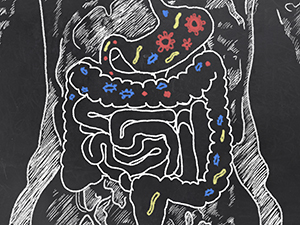 Chalkboard drawing of the human intestine.