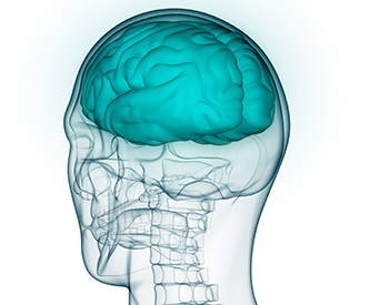 Transparent head with blue markings for the sceleton and a bright, blue brain.