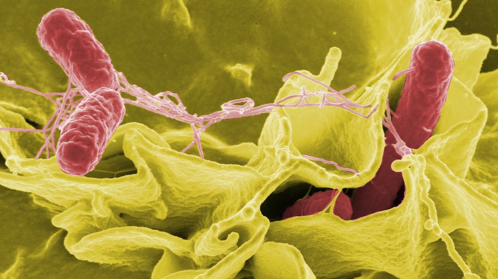 Salmonella bacterias