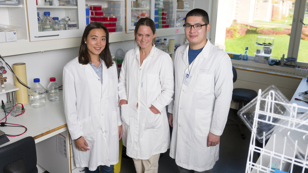 Image of Doctoral research fellow Miriam Aarsund Larsen (left), professor Marit Inngjerdingen (centre) and postdoc Yunjie Wu (right) at the Department of Pharmacology at the Institute of Clinical Medicine