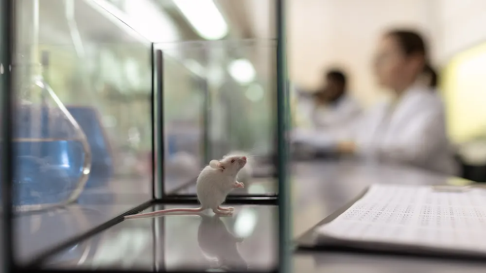 Image of a white mouse used in research in a laboratory