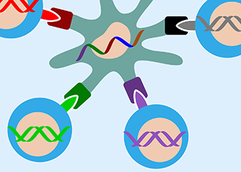Fargerik illustrasjon. I midten ser vi en syntetisk DNA-streng med kreftmutasjoner som er plassert inn i en immunstimulerende celle fra en frisk person. Kulene med ulike farger viser immunceller som gjenkjenner mutasjonene og kobler seg på cellen for å bekjempe dem