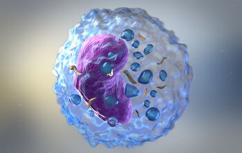 Illustrasjon av en lymfocytt