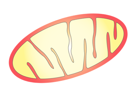Illustrasjon av mitokondrie