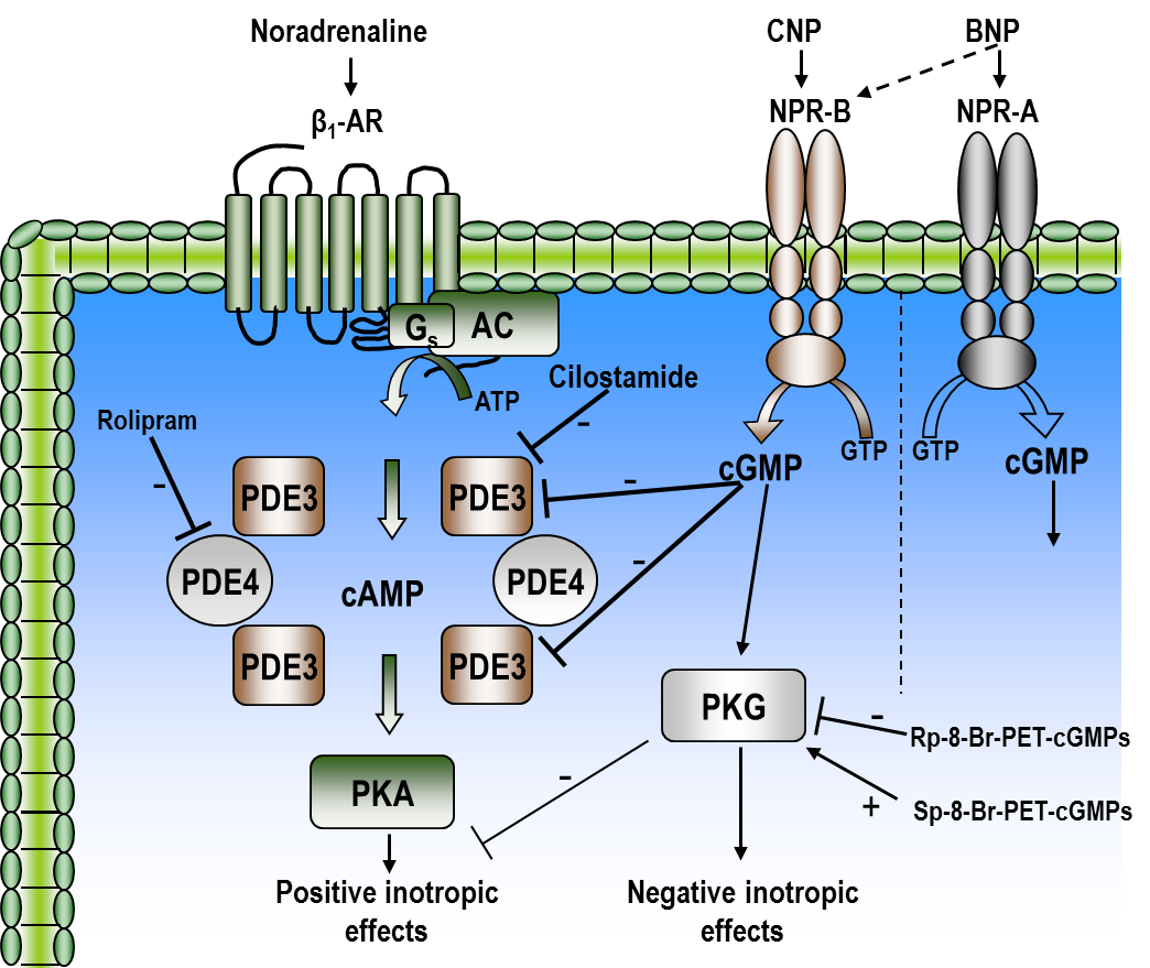 Signalveier fra enkelte reseptorer påvirker spesifikke cellulære prosesser