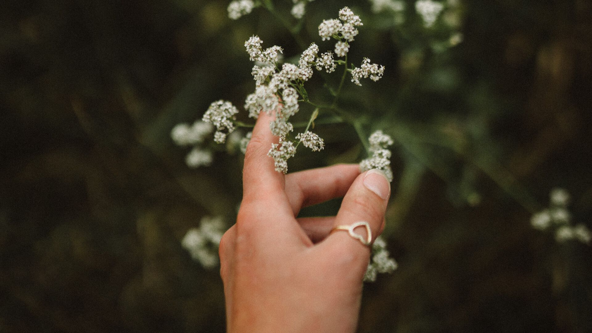 Hånd med ring som strekker seg mot en blomst. Foto