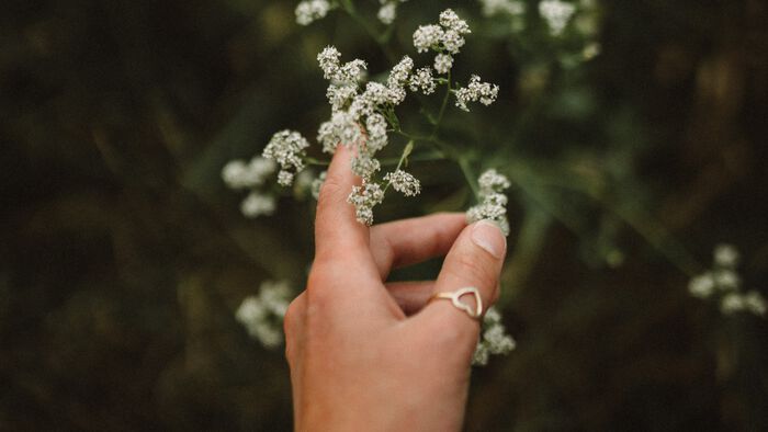 H?nd med ring som strekker seg mot en blomst. Foto