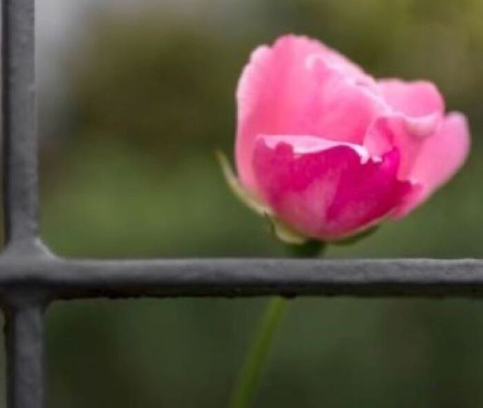 Bildet kan inneholde: blomst, anlegg, kronblad, urteaktig plante, blomstrende plante.