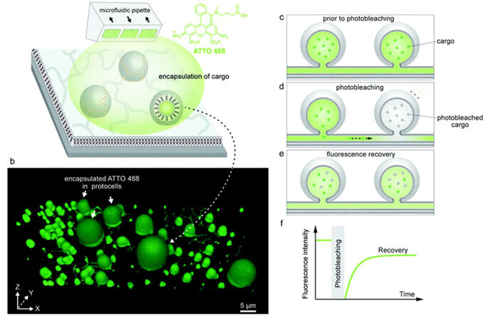Encapsulation of molecular cargo inside protocells