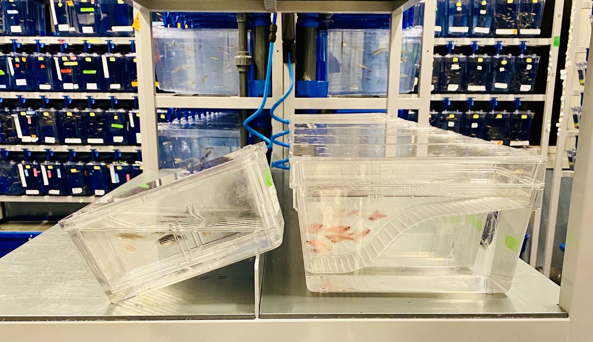 Transparent Zebrafish in clear plastic containers in a lab