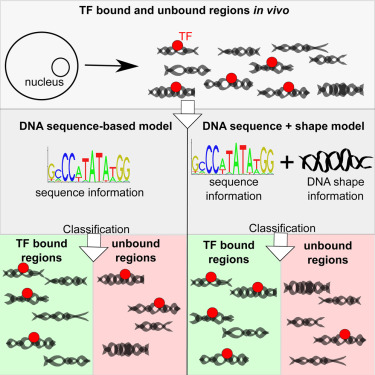 Oversikt av DNA Shape Funksjoner Forbedre transkripsjonsfaktor bindingssetet spådommer i Vivo
