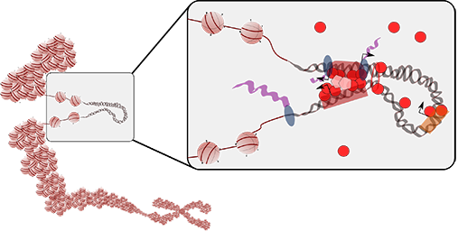 Illustration of gene expression regulation