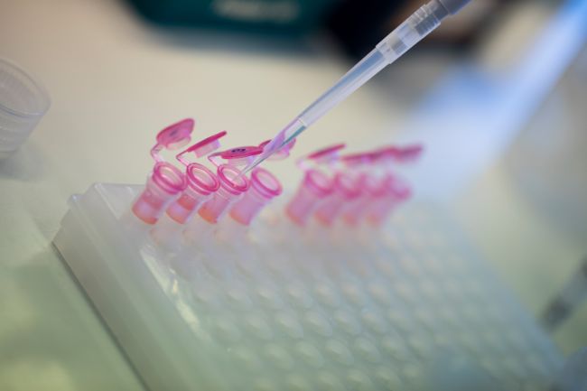 Pipette transferring liquid into pink-topped tubes