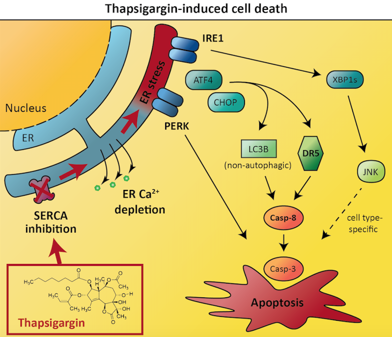 graphical abstract for the publication, showing the signaling pathways involved in cell death following treatment with the ER stressor thapsigargin.
