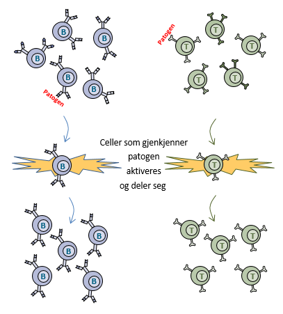 Illustrasjon av B-celler og T-celler som deler seg når de gjenkjenner et patogen