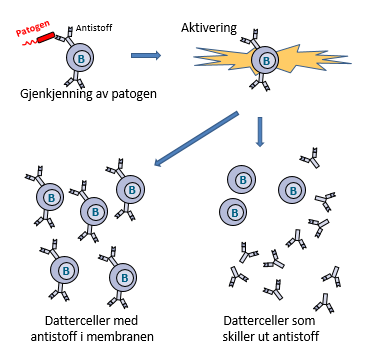Illustrajon av B-celle som aktiveres når det gjenekjenner et patogen og lager datterdeller: noen har antistoff i membranen, andre skiller ut antistoff