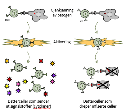 Illustrasjon av T-celler som aktiveres ved å gjenkjenne patogen: noen lager datterceller som sender ut signalstoffer, andre lager datterceller som dreper infiserte celler