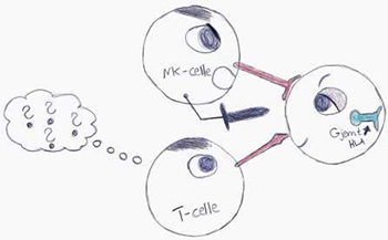 Tegning av T-celle og NK celle på venstre side, på høyre side en celle som har gjemt HLA. T cellen er forvirret, NK cellen kan drepe.