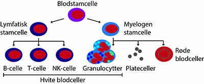 Tegning av utviklingen av blodceller