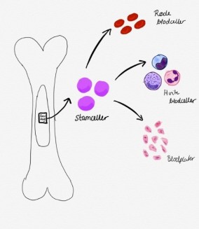 tegning av utviklingen av stamceller fra beinmargen som blir til røde blodceller, hvite blodceller og blodplater.