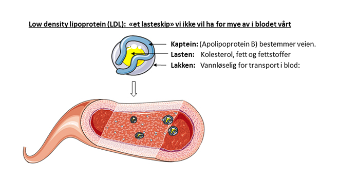 Tegnet illustrasjon av low density lipoprotein (LDL) og en blodåre. LDL består av tre deler. 1) Apolipoprotein B, en kaptein som bestemmer veien. 2) lasten, som er kolesterol og andre fettstoffer. 3) En vannløselig innpakning som gjør at partikkelen kan transporteres i blod.
