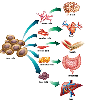 Figur som viser at fleksible stamceller kan utvikle seg til forskjellige typer celler (som for eksempel muskelceller), som deretter danner vev (for eksempel muskelvev).