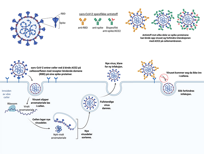 Tegnet illustrasjon av koronavirus som infiserer celler, og av hvordan antistoffer kan blokkere dette.
