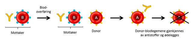 Tegning i fire trinn. 1: hva mottaker har før overføringen. 2: hva mottaker har etter overføringen 3: anti-A antistoffer binder seg til de donerte cellene 4: cellene drepes.