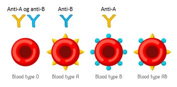 Samme tegning som i forrige figur, men over hver blodcelle er det antistoffer. 