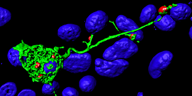Cellens oppbygning slik den vises i 3D-mikroskop 