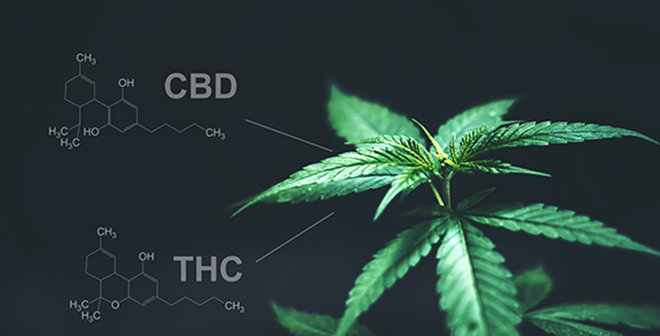 foto av cannabisplante. Kjemisk struktur på virkestoffene CBD og THC i bakgrunnen.